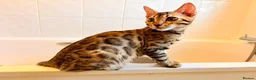 Bengal cats for sale: TICA registered Glitter Bengals  - Advert 1