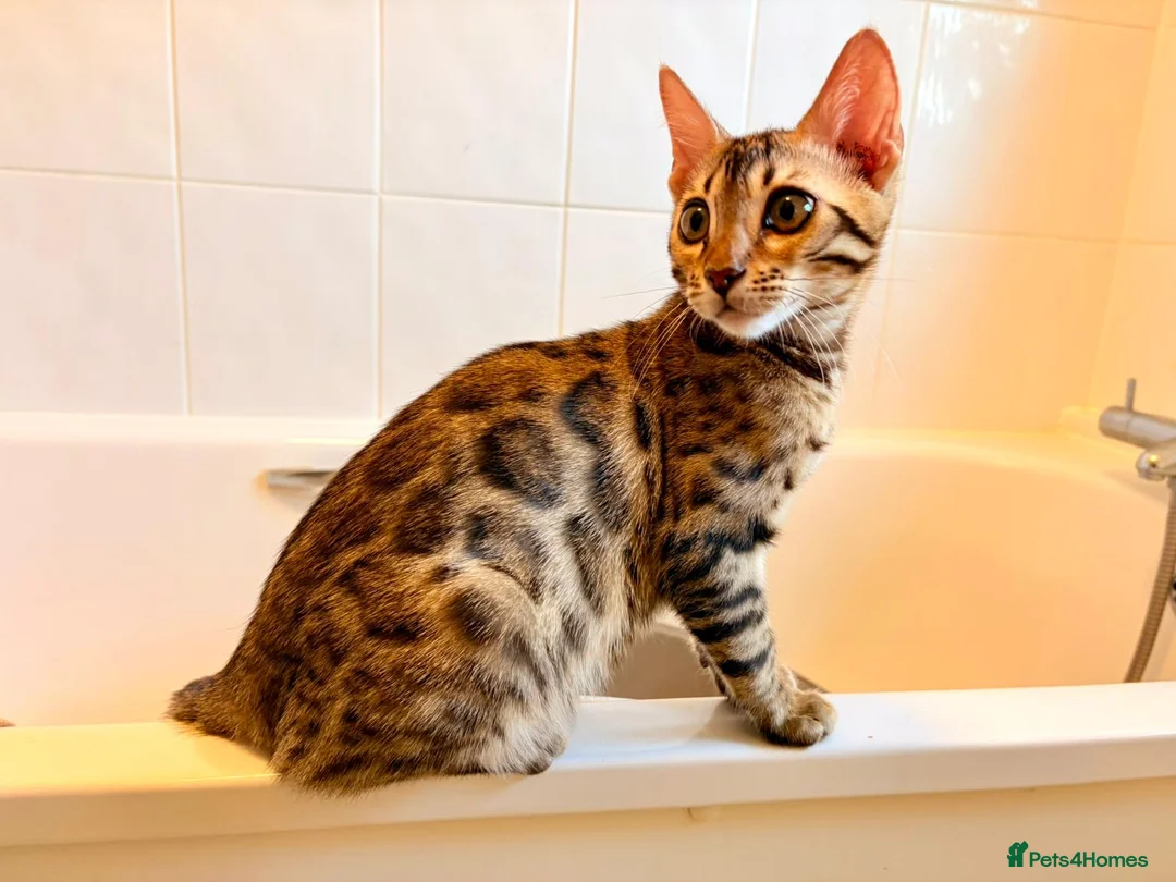 Bengal cats for sale: TICA registered Glitter Bengals  - Advert 1