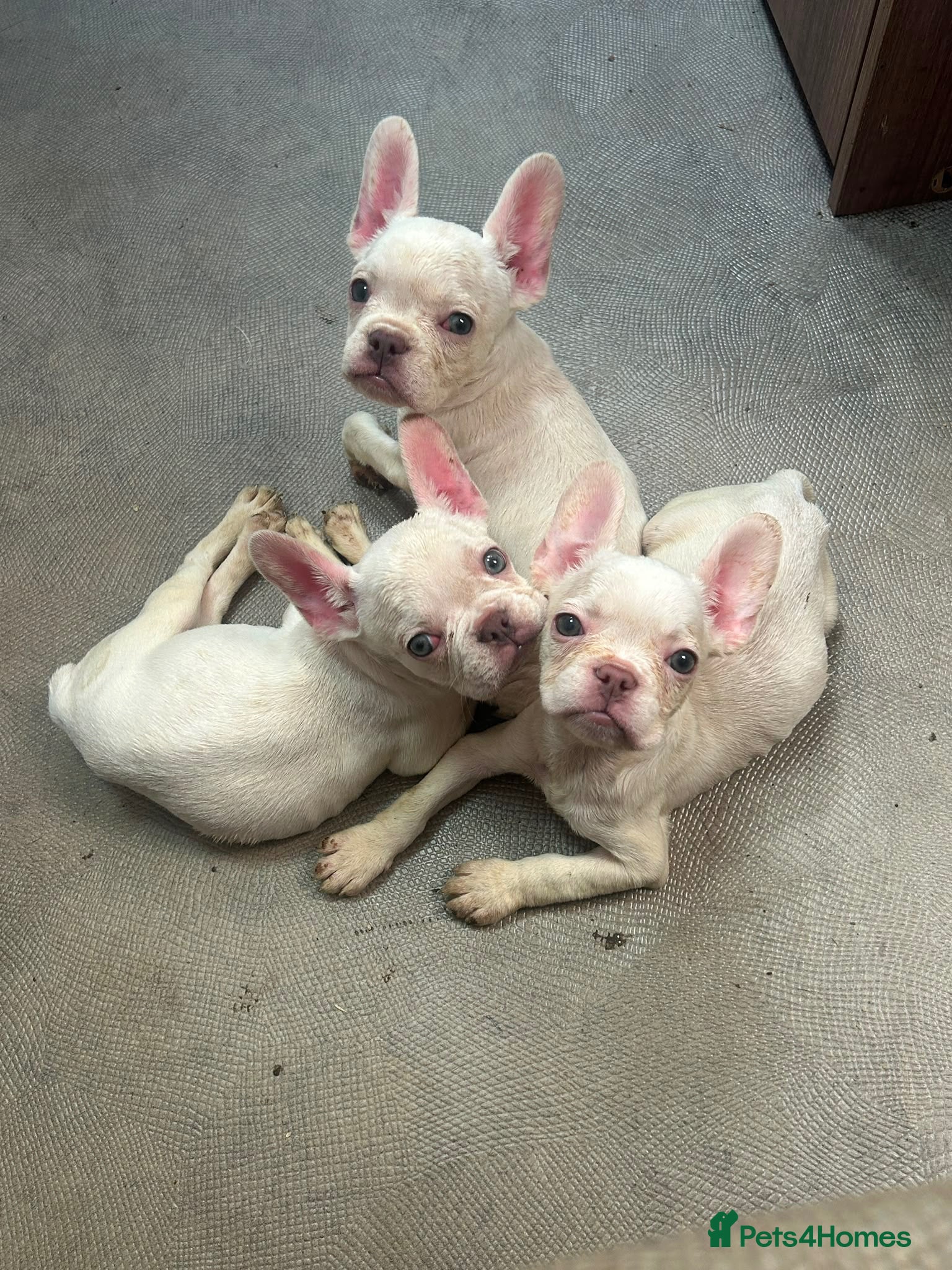 French Bulldog dogs french bulldog puppys - Advert 7