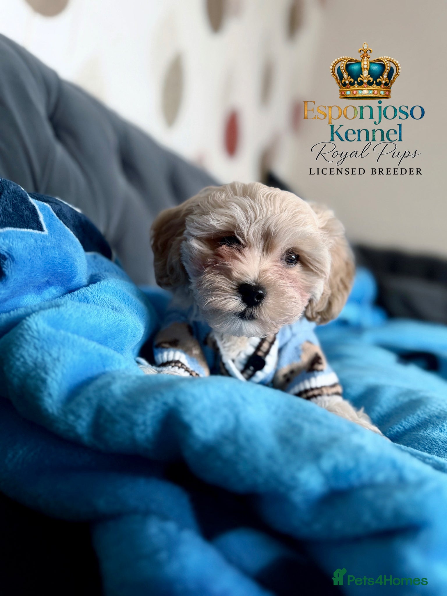 Maltipoo dogs ✨👑READY 🏡 One in a Million F1 Asian Maltipoo👑✨ - Advert 10