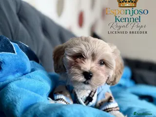 Maltipoo dogs ✨👑READY 🏡 One in a Million F1 Asian Maltipoo👑✨ - Advert 10