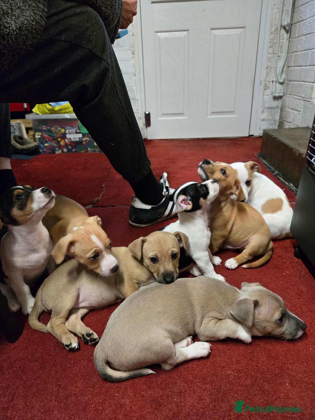 Jack Russell dogs for sale: Jack Russell puppies  - Advert 15