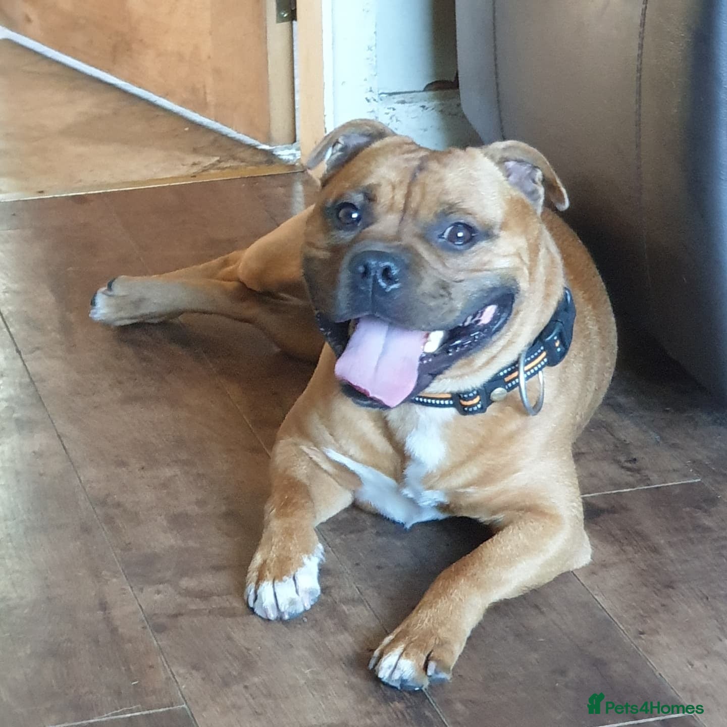 Staffordshire Bull Terrier dogs 🥨SIMPLY THE BEST🥨 - Advert 14