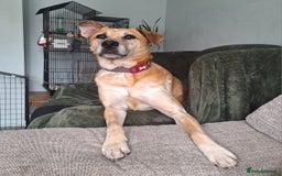 Mixed Breed dogs for sale: Big Golden Boy for Adoption  - Image 12