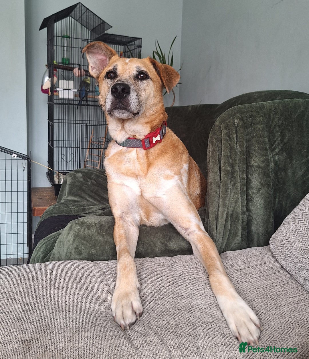 Mixed Breed dogs for sale: Big Golden Boy for Adoption  - Image 12
