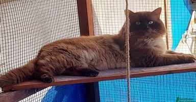 Ragdoll cats - Advert 1
