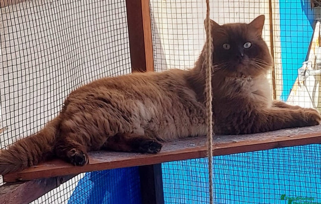 Ragdoll cats for sale: 4 beautiful Ragdolls for sale  - Image 3