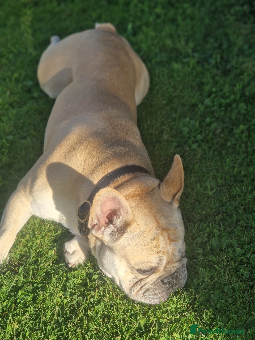 French Bulldog dogs for stud: Rocko - Image 8