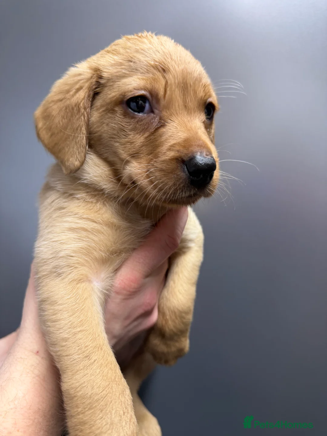 Labrador Retriever dogs for sale: KC Reg Labrador Puppies (mix of Red/blonde) - Advert 20