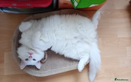 Ragdoll cats for sale: Turkish Angora  - Image 2