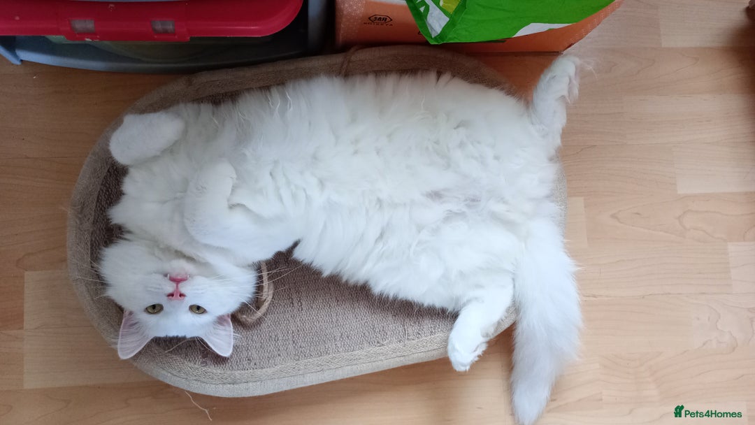 Ragdoll cats for sale: Turkish Angora  - Image 2