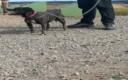 Mixed Breed dogs for sale: FEMALE STAFFY - Image 2