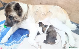 Akita dogs for sale: Beautiful KC registered Akitas  - Image 4