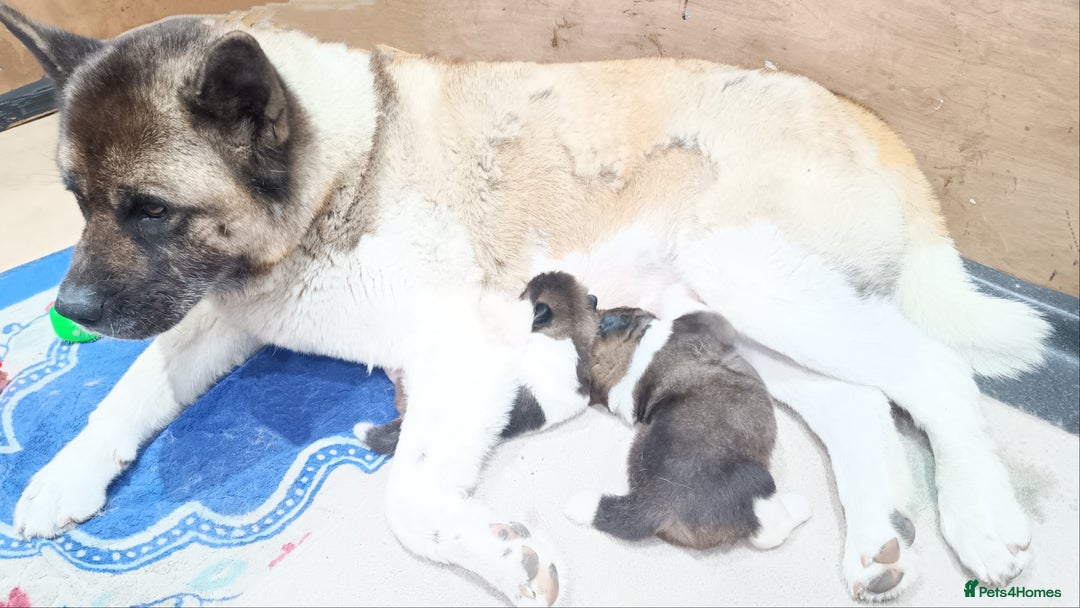 Akita dogs for sale: Beautiful KC registered Akitas  - Image 4
