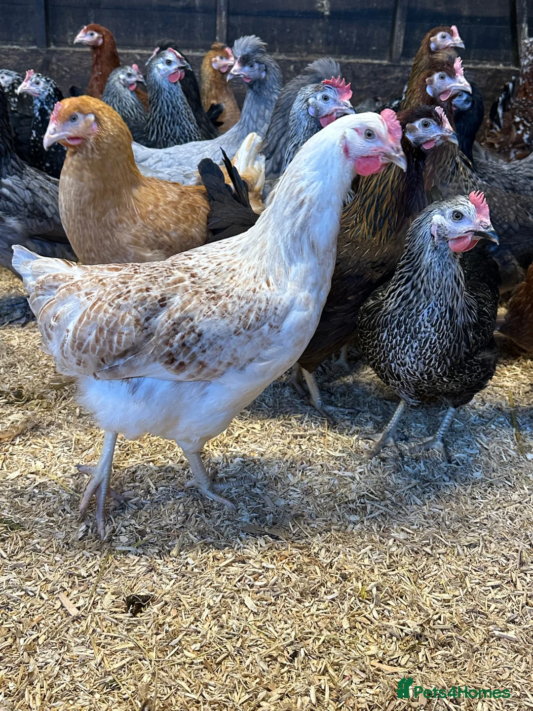 Chickens poultry for sale: Ready to lay Hens in a wide range of breeds  - Advert 7