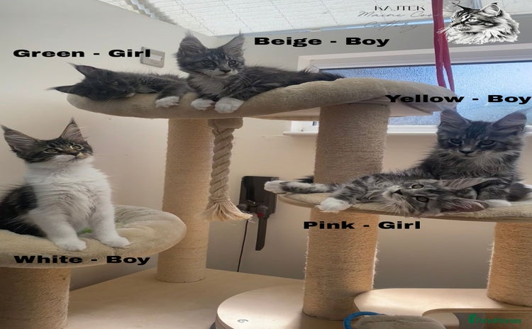 Maine Coon cats - Advert 1