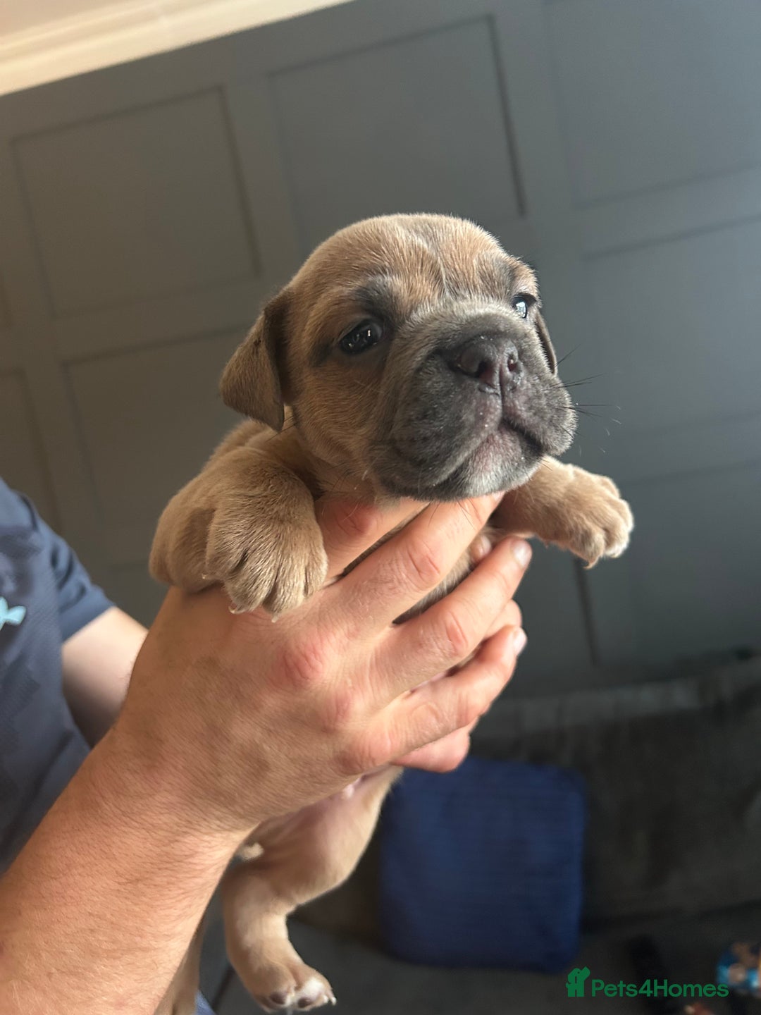 Mixed Breed dogs for sale: Bulldog puppy’s  - Image 13