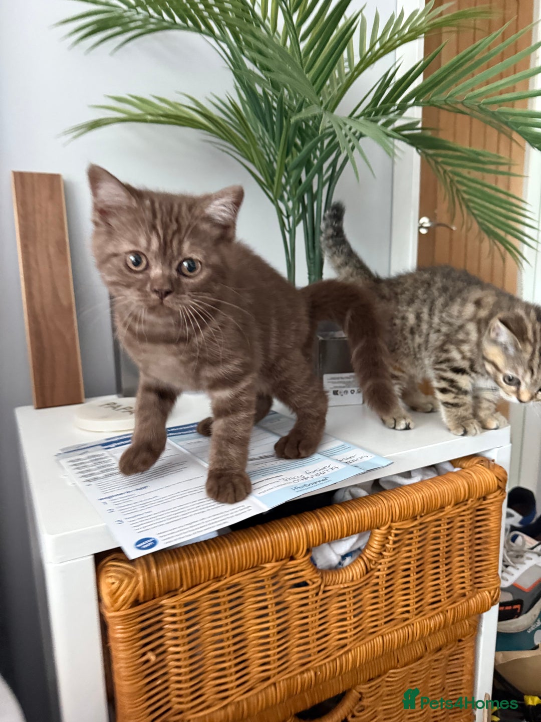 British Shorthair cats for sale: BSH x SF show quality kittens (REDUCED) - Image 10