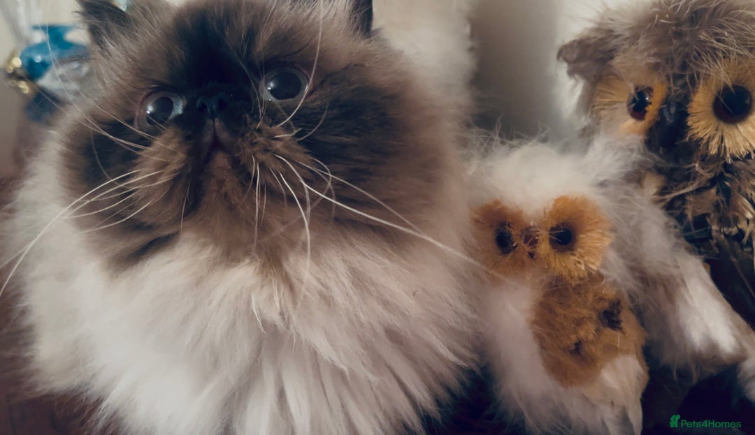 Himalayan cats for sale: Colourpoint CP Persian Himi Himalayan colour point - Image 1