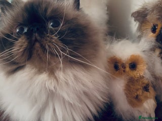 Himalayan cats Colourpoint CP Persian Himi Himalayan colour point - Advert 1