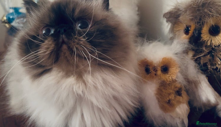 Himalayan cats - Advert 1
