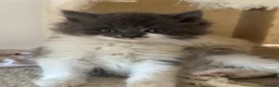 Ragdoll cats for sale: 🤍Exquisite 87.5% Ragdoll Kittens. Rare colours - Advert 9