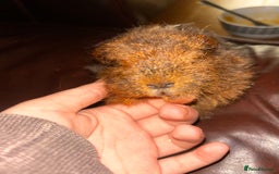 Guinea Pig rodents for sale: 2 guneai pigs for sale  - Image 4