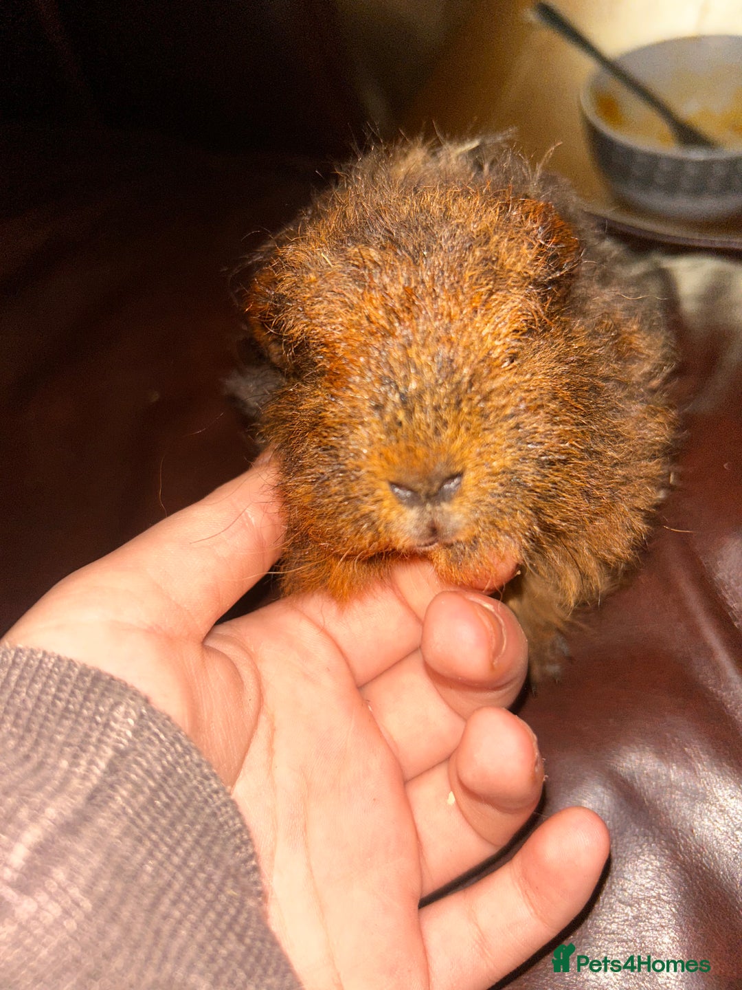 Guinea Pig rodents for sale: 2 guneai pigs for sale  - Image 4