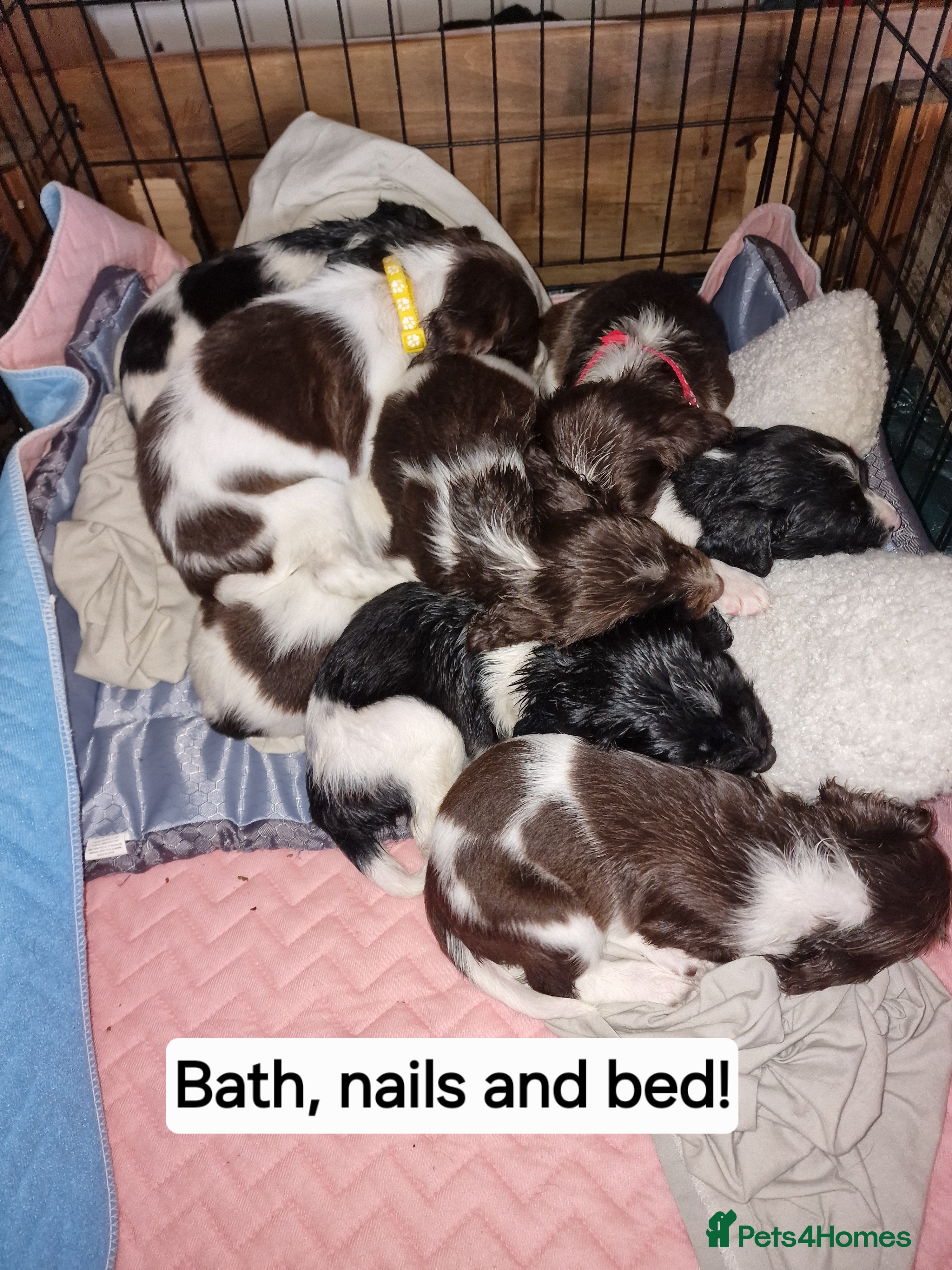 English Springer Spaniel dogs 8 beautiful Springer pups for sale - Advert 3