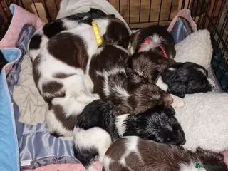 English Springer Spaniel dogs 8 beautiful Springer pups for sale - Advert 3