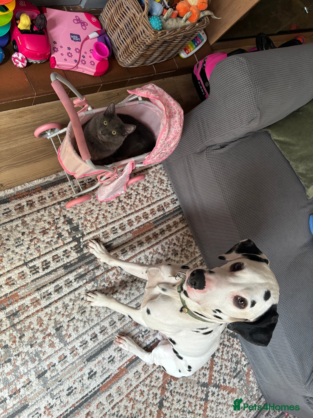 Dalmatian dogs for sale: Buddy the Dalmatian  - Image 3