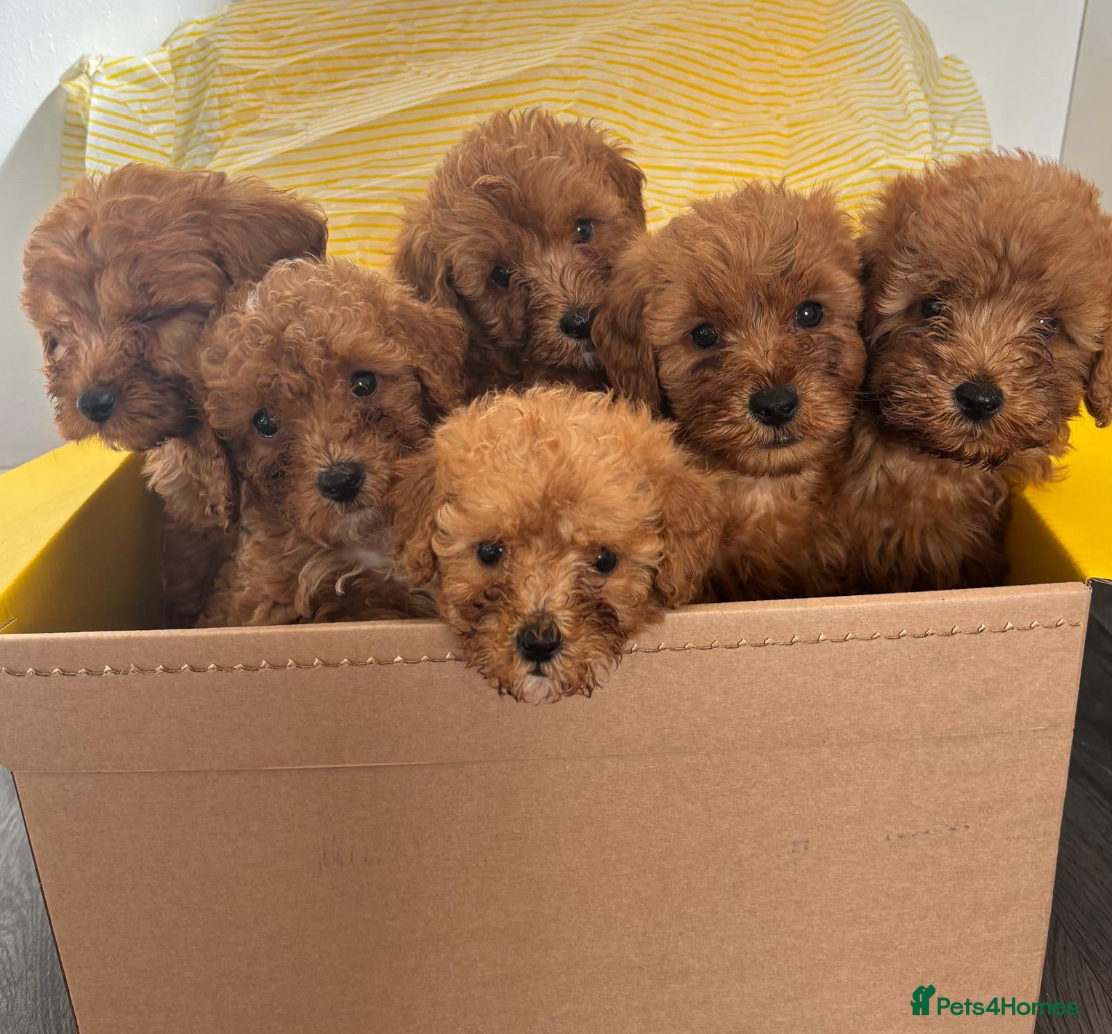 Cockapoo dogs Beautiful fox red cockapoo f1b  puppies  - Advert 1