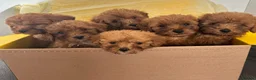 Cockapoo dogs for sale: Beautiful fox red cockapoo f1b  puppies  - Advert 1