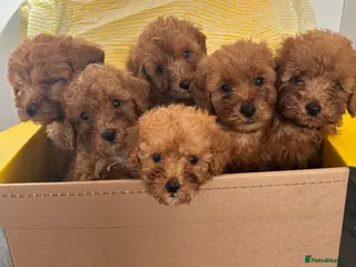 Cockapoo dogs Beautiful fox red cockapoo f1b puppies - Advert 6