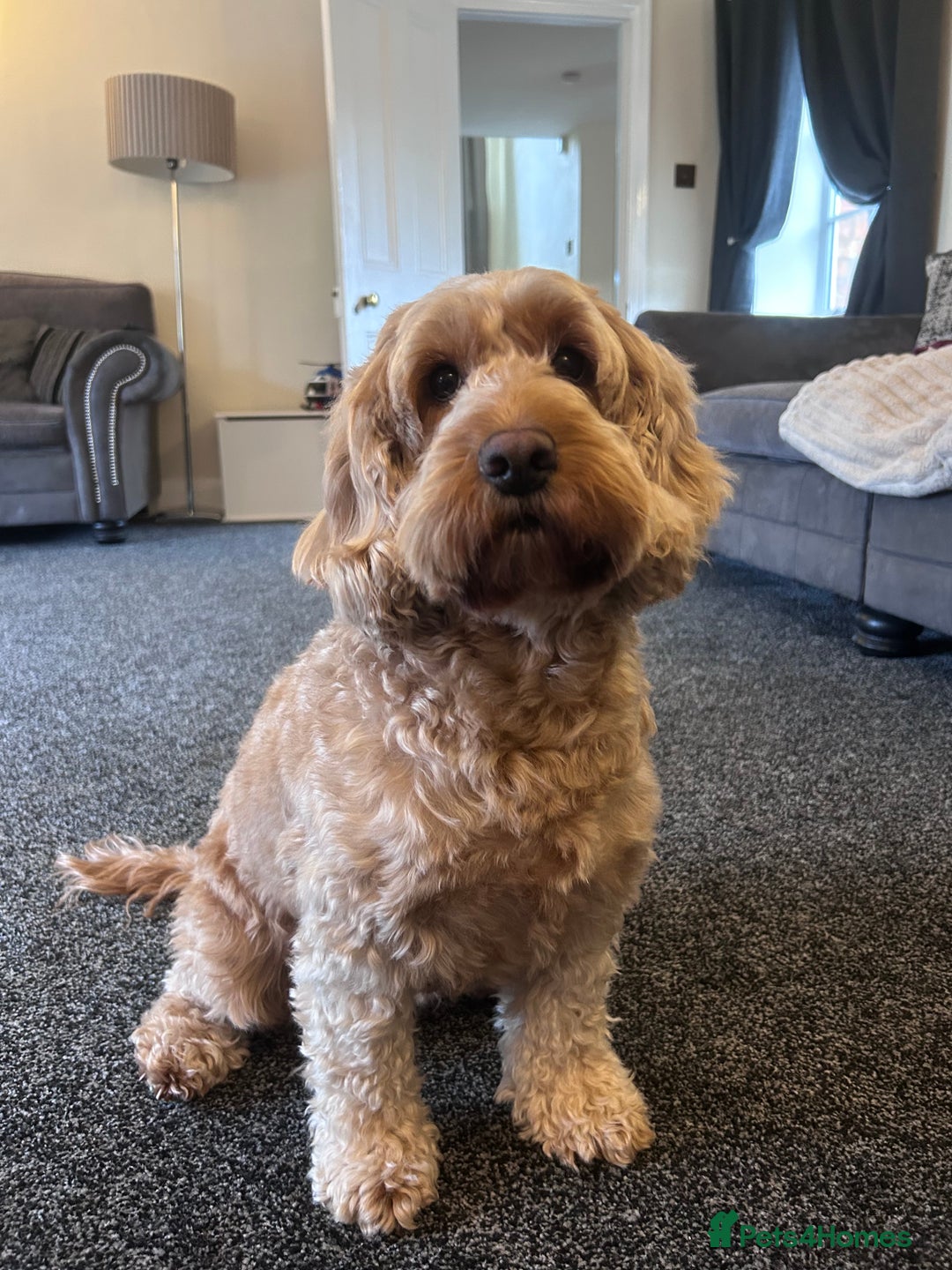 Cockapoo dogs for sale: Last cockapoo boy remaining - Advert 2