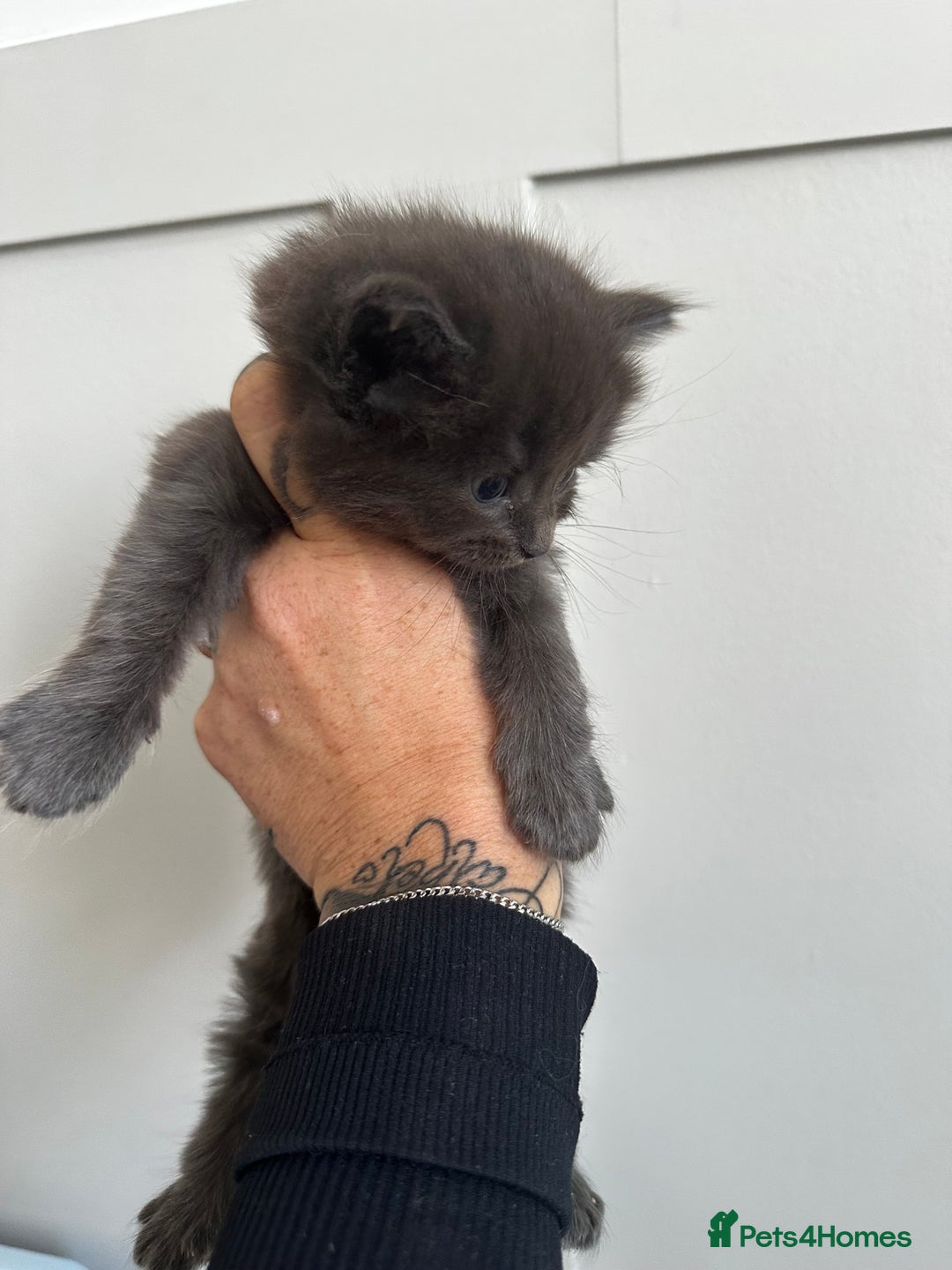 Mixed Breed cats for sale: Kittens  - Image 7