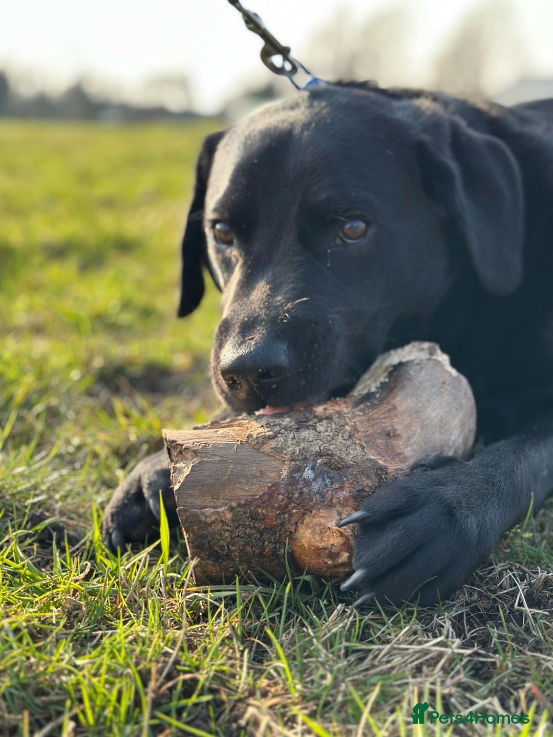 Labrador Retriever dogs for stud: Stanley the Stud - Image 3