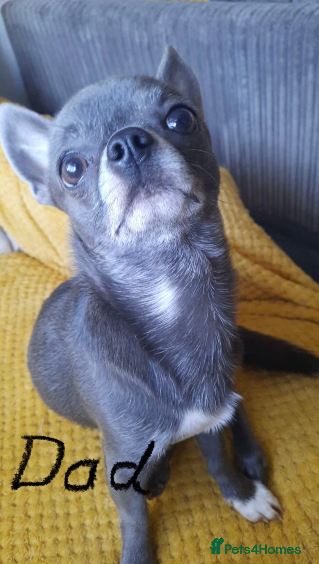 Chihuahua dogs for sale: Pure bred Chihuahua puppies - Image 37