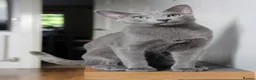 Russian Blue cats for stud: Gccf and Tica registered Russian blue for stud  - Advert 2