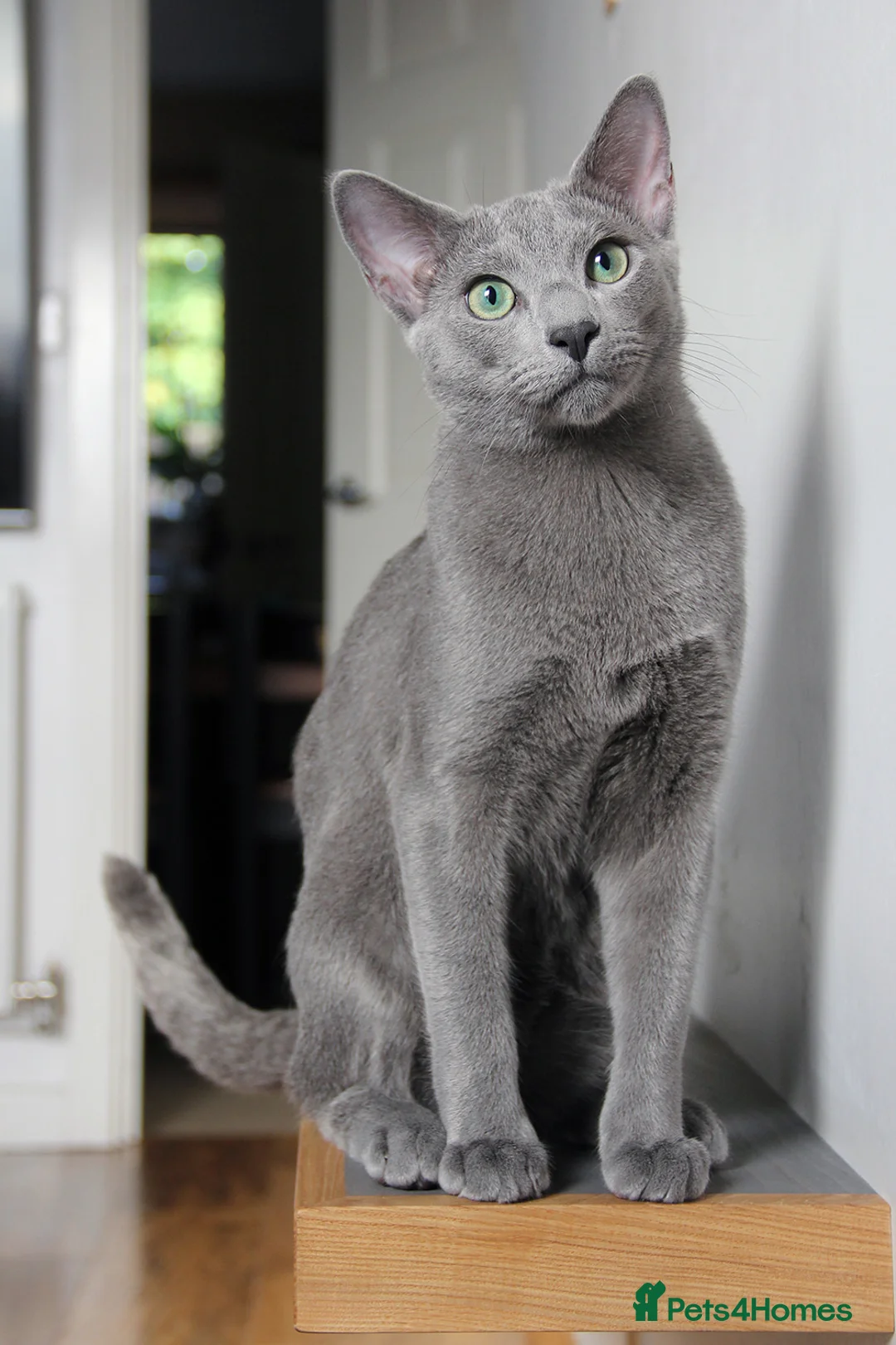 Russian Blue cats for stud: Gccf and Tica registered Russian blue for stud  - Advert 2