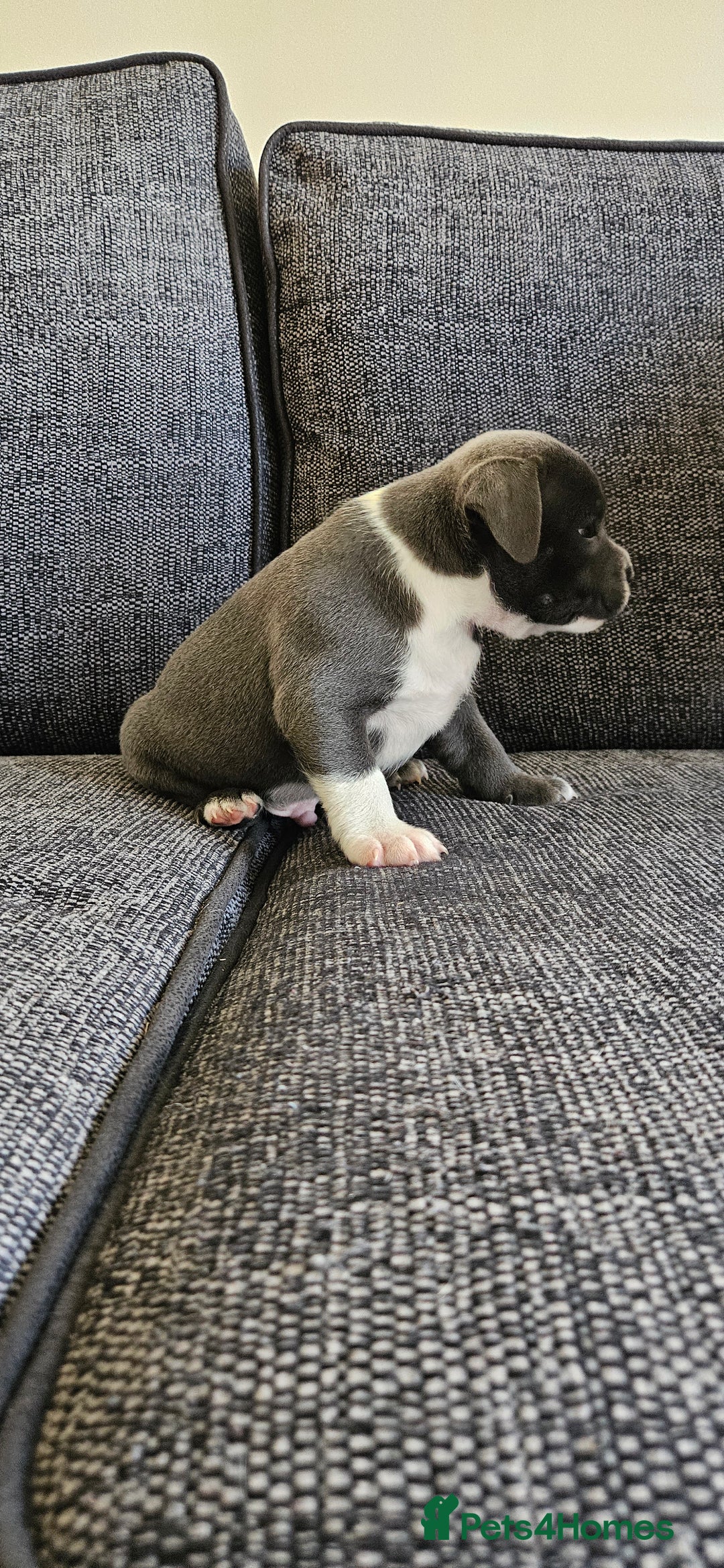 Staffordshire Bull Terrier dogs for sale: Blue&white and white&blue staffie pups - Image 22