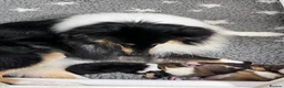 Rough Collie dogs for sale: Clear Non-carriers DM-CEA-MDR1-PRA. 0% inbreeding. - Advert 23