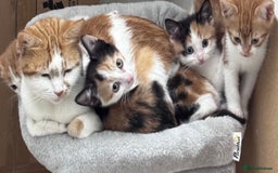 Mixed Breed cats for sale: 5 kittens available  - Image 1