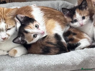Mixed Breed cats for sale - Advert 1