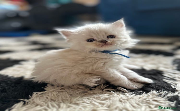 Mixed Breed cats - Advert 15