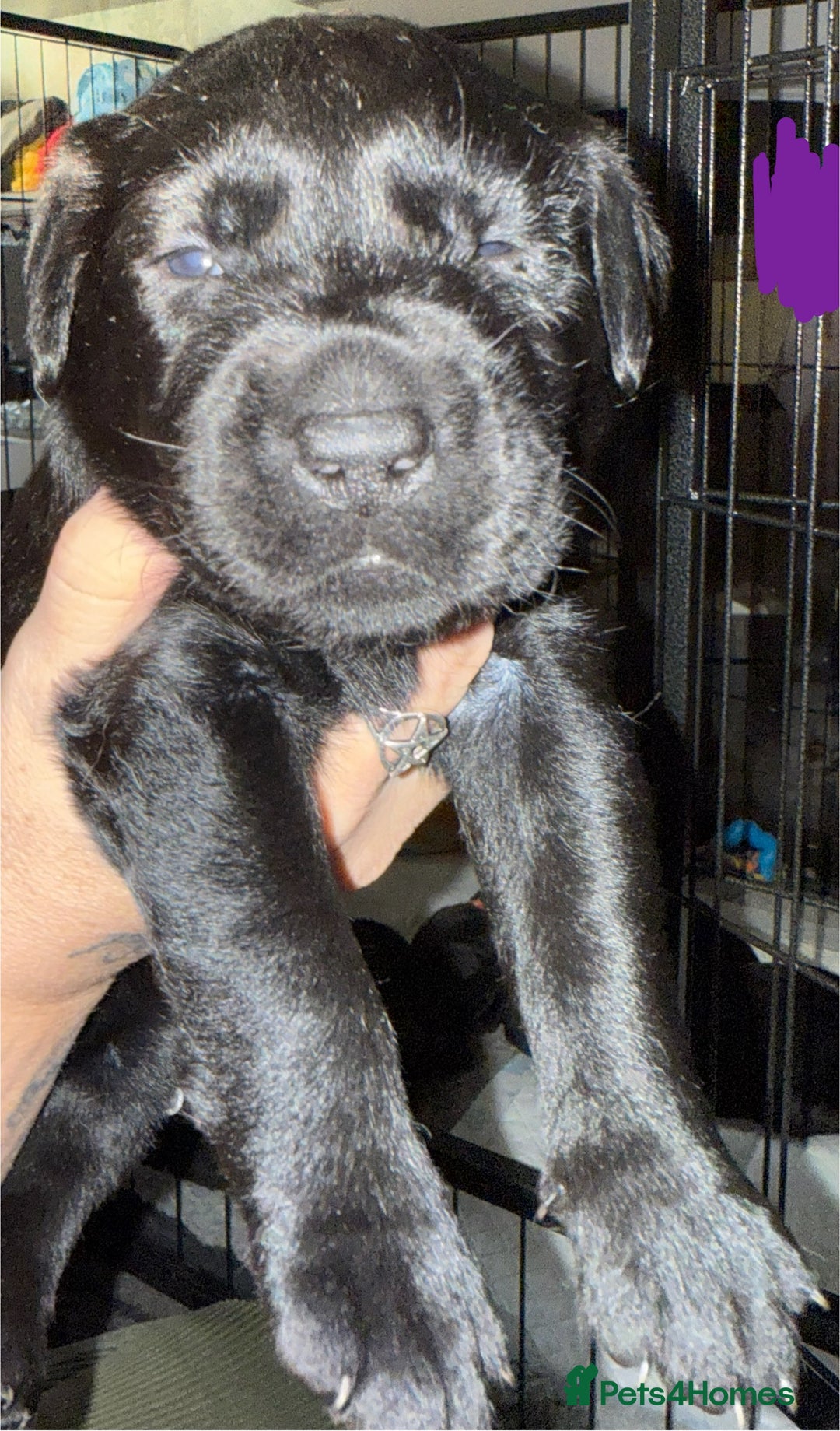 Labrador Retriever dogs for sale: Stunning litter of pure bred black Labrador pups  - Image 7