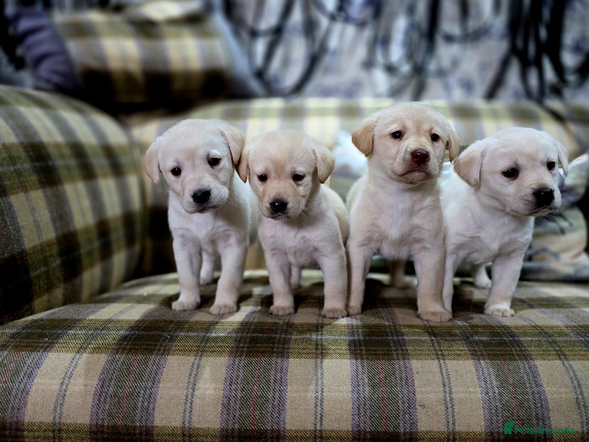 Labrador Retriever dogs Golden labrador puppies Gorgeous litter  - Advert 17