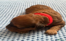 Cavapoo dogs for sale: Beautiful & Healthy Cavapoo Puppies   - Image 11