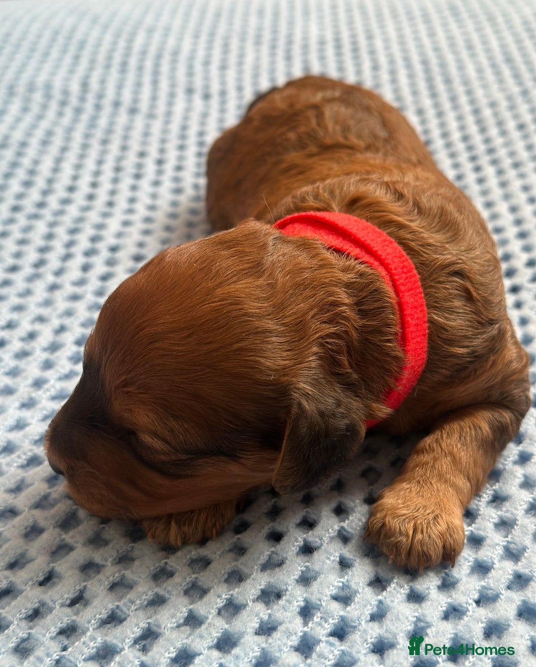 Cavapoo dogs for sale: Beautiful & Healthy Cavapoo Puppies   - Image 11