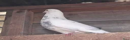 Pigeons birds for sale: 9 pigeons, mixture, some high flyers - Advert 6